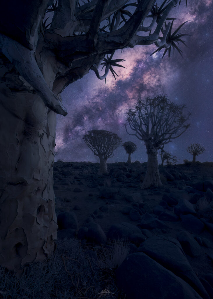 Árbol carcaj Aloidendron dichotomum bajo la Vía Láctea en Keetmanshoop, Namibia