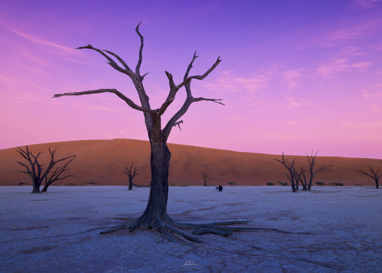 Árboles muertos de acacia en Deadvlei al amanecer, desierto del Namib, Namibia