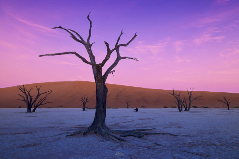 Árboles muertos de acacia en Deadvlei al amanecer, desierto del Namib, Namibia