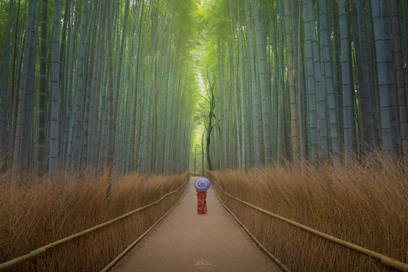 Sendero flanqueado por altos tallos de bambú verde iluminados por luz suave, con una persona en kimono tradicional rojo caminando en el centro