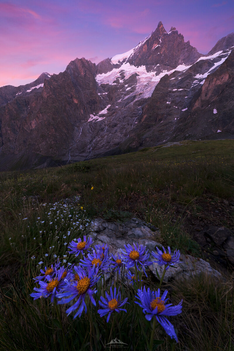 Fotografía de montaña al amanecer con pico nevado de La Meije, flores silvestres moradas y cielo rosa tras una tormenta. Alpes franceses.